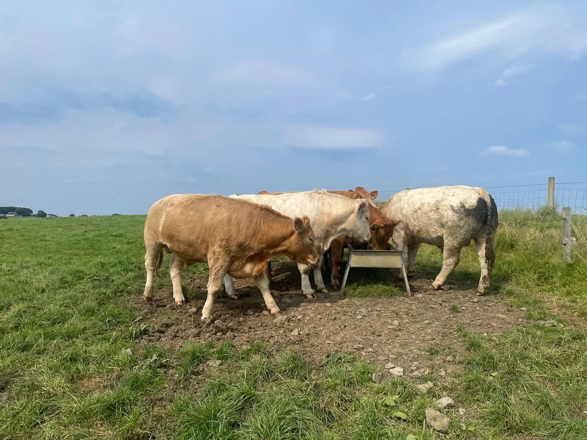 15 Beef/Forward Store Cattle for Sale - Image 4