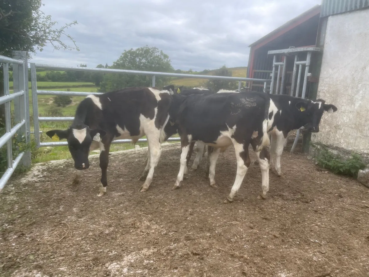 5 Friesian bull runners - Image 1