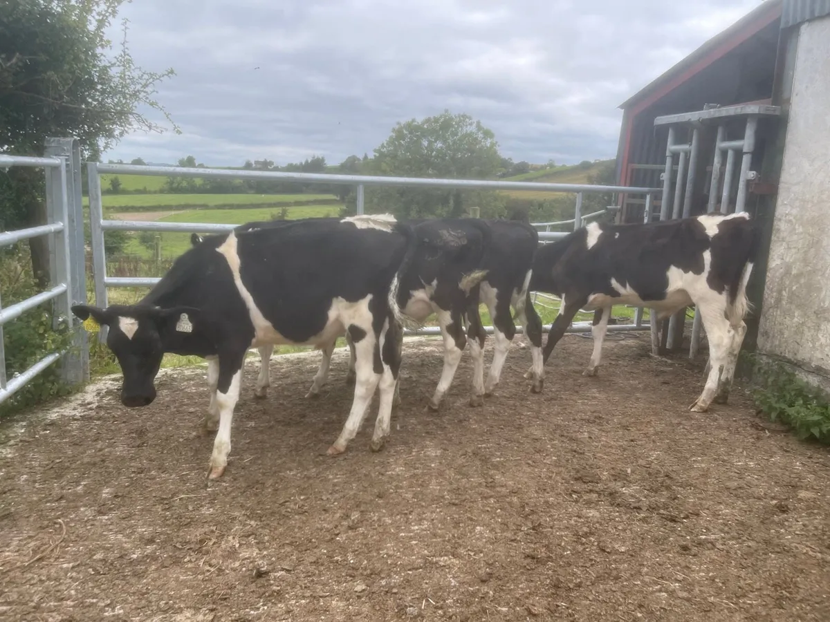 5 Friesian bull runners - Image 2