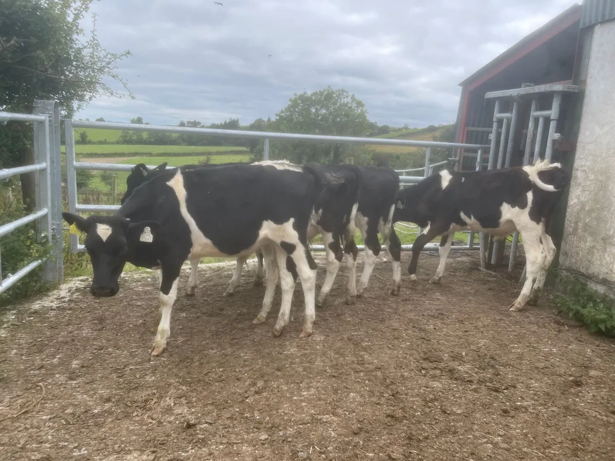 5 Friesian bull runners - Image 3