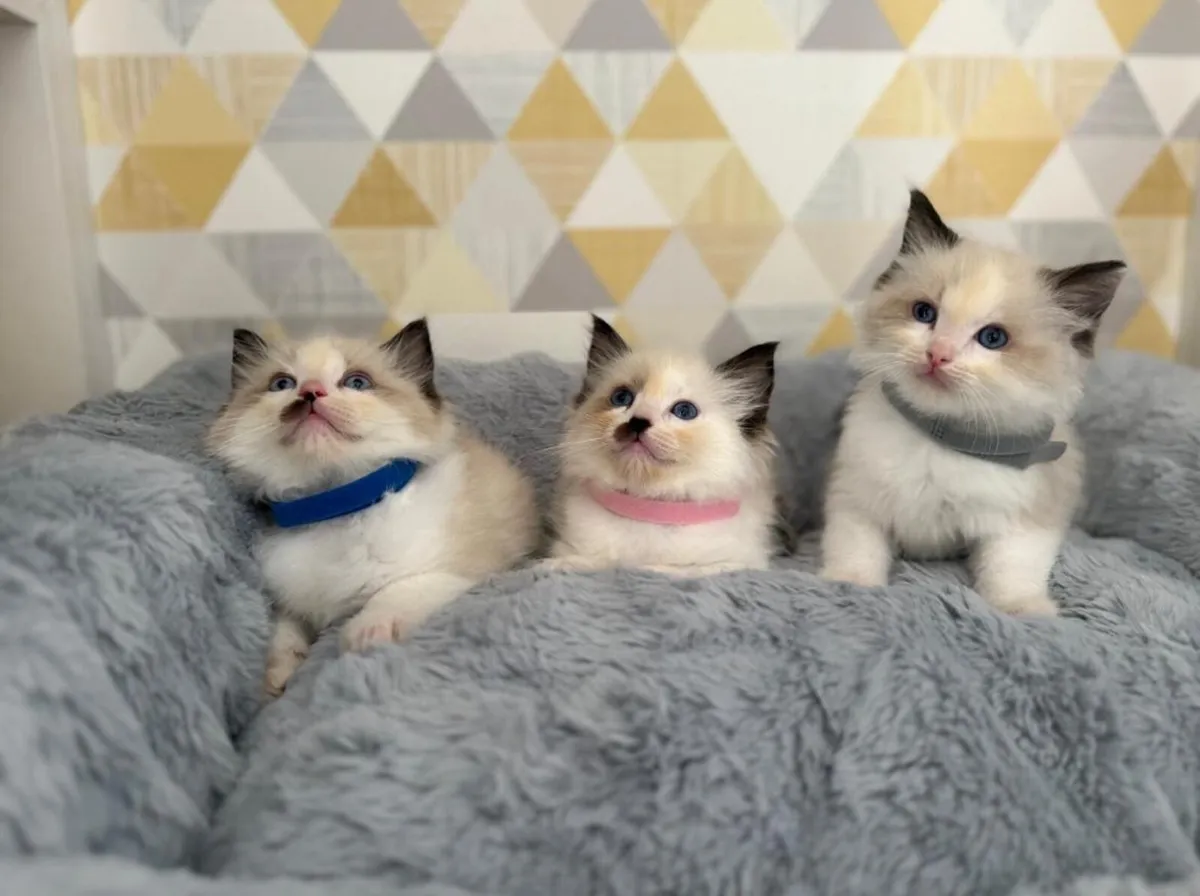 Ragdoll Kittens - Image 1