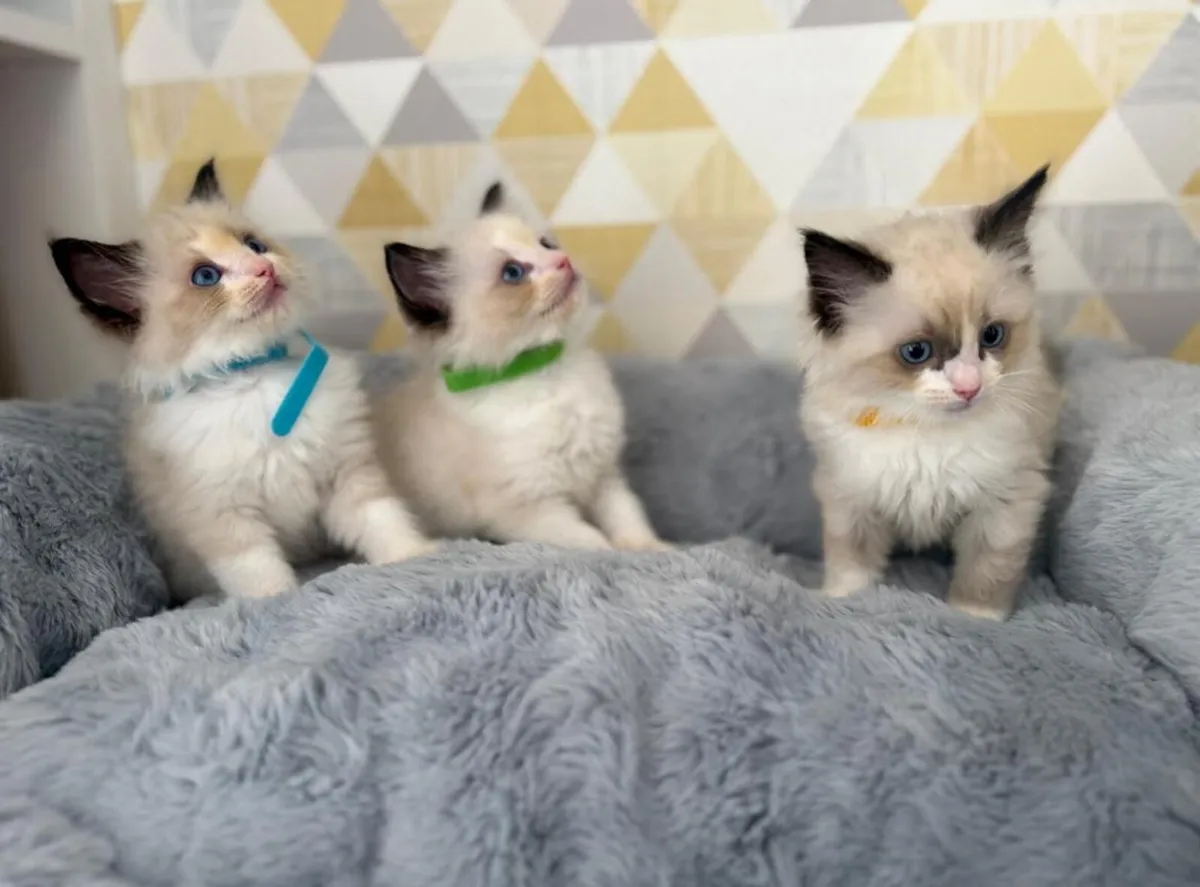 Ragdoll Kittens - Image 2