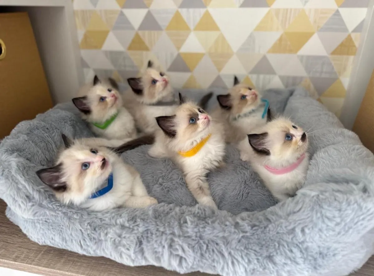 Ragdoll Kittens - Image 3