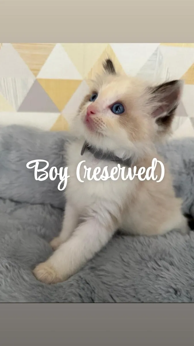 Ragdoll Kittens - Image 4
