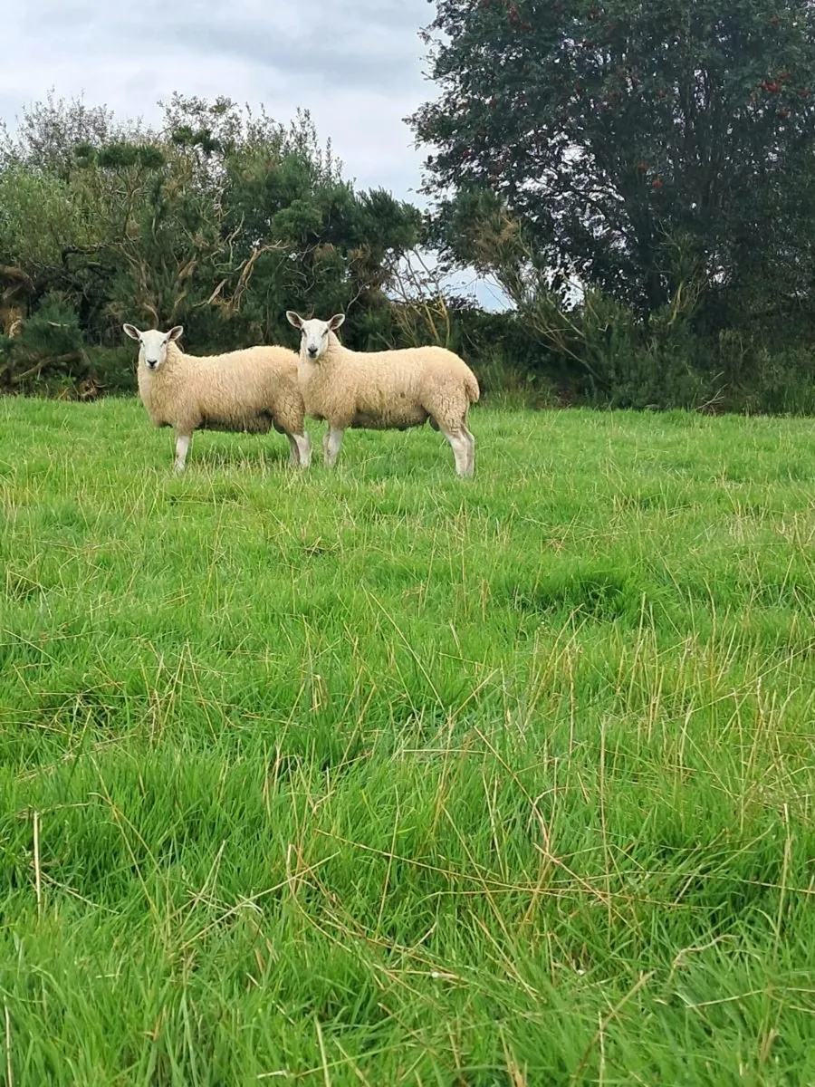 Ram Lambs - Image 2