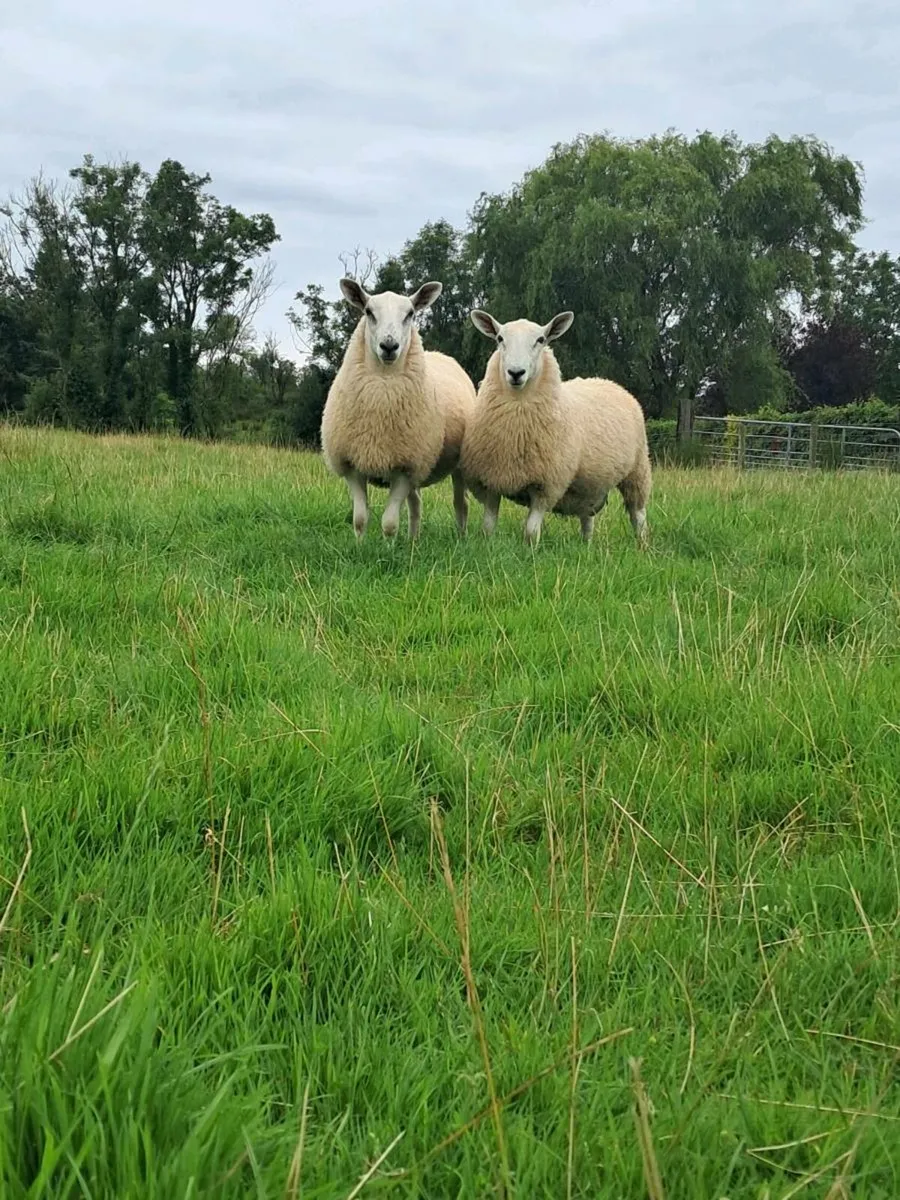 Ram Lambs - Image 1