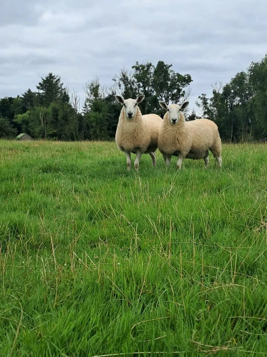 Ram Lambs - Image 3