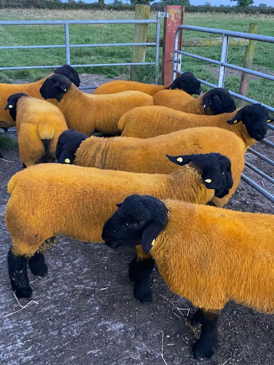 Suffolk  and charollais rams - Image 1