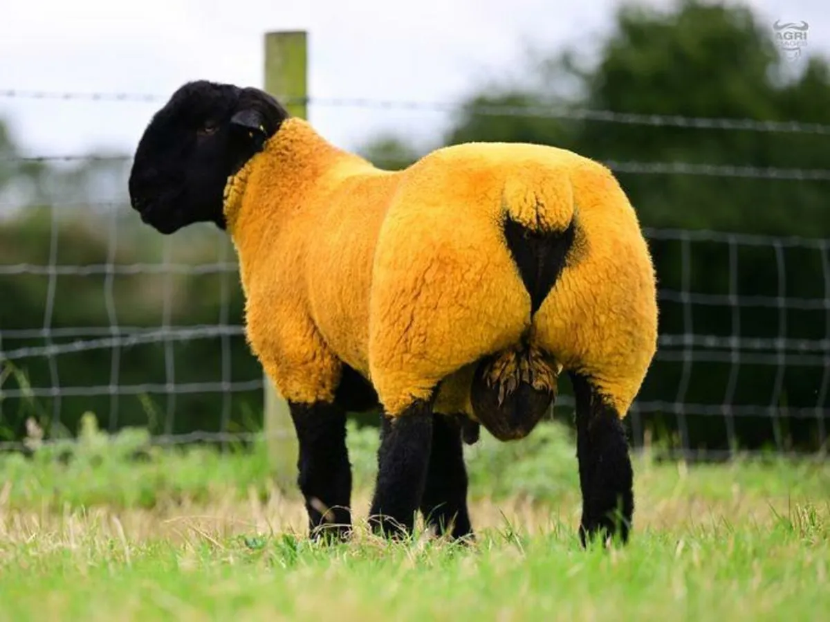 Suffolk  and charollais rams - Image 2