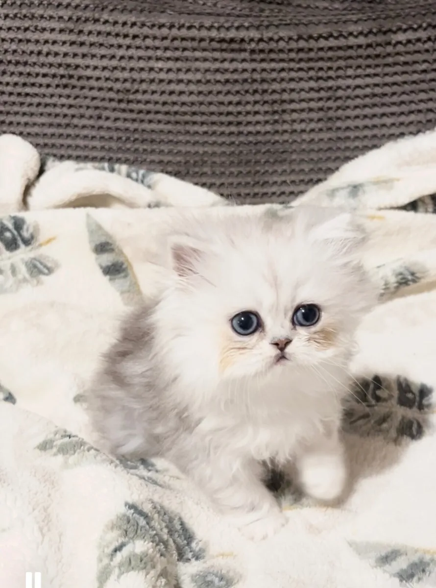 Silver shaded Chinchilla Persian Kittens - Image 1