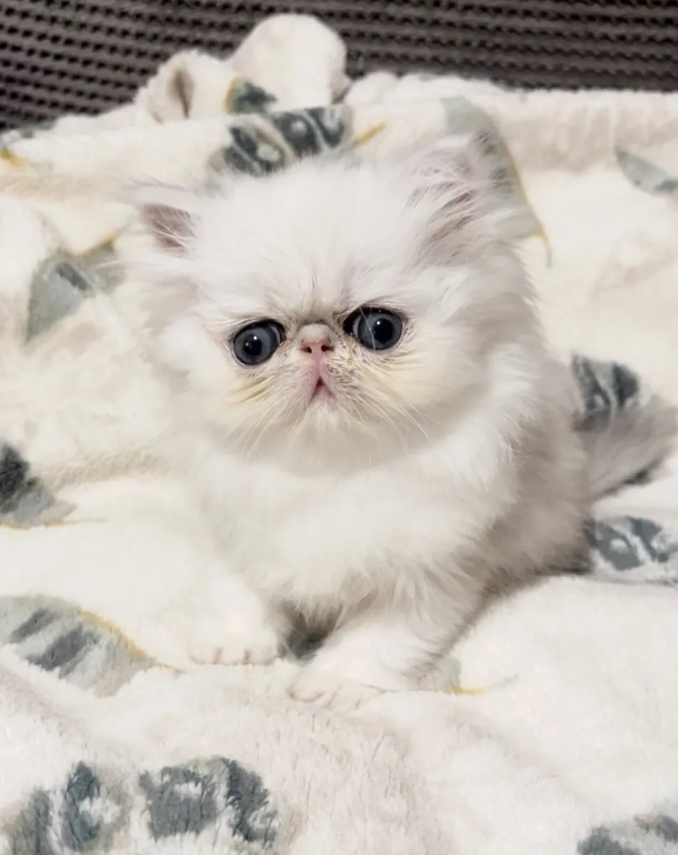Silver shaded Chinchilla Persian Kittens - Image 2