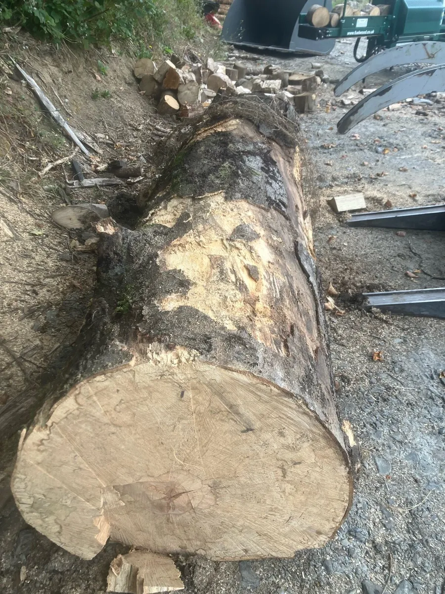 Beech logs - Image 1