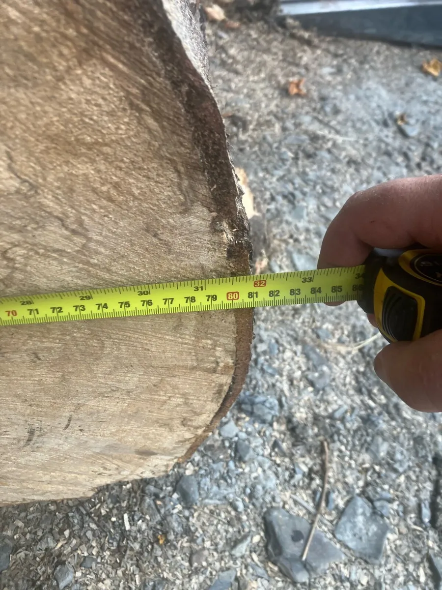 Beech logs - Image 2