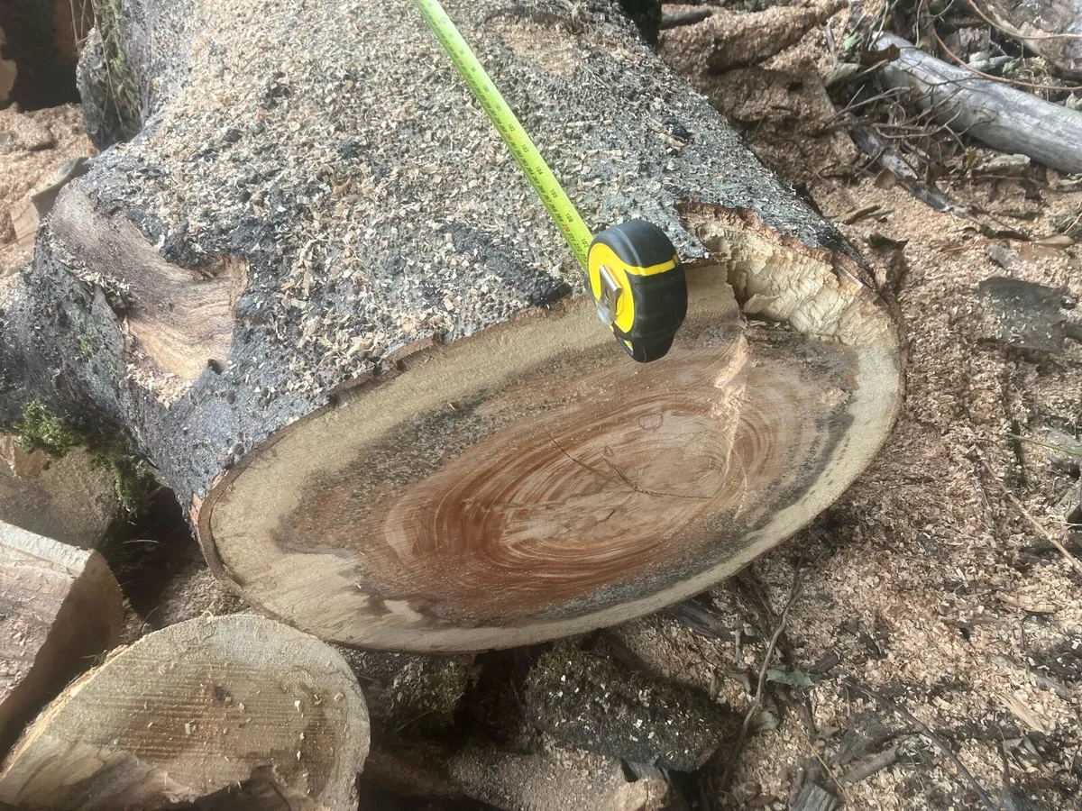 Beech logs - Image 3