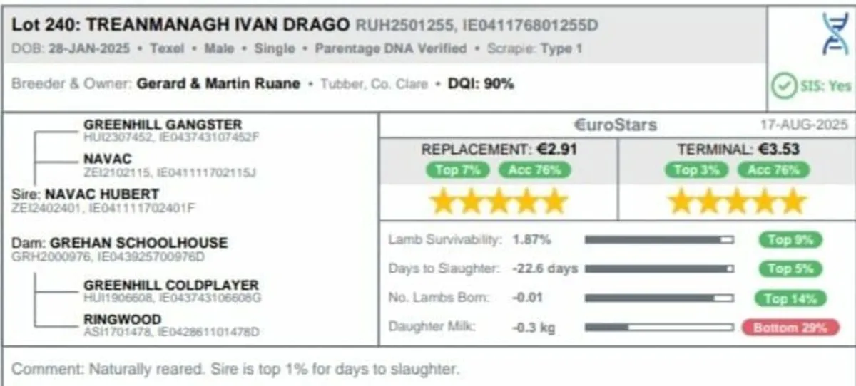5 star Texel rams for Sheep Ireland Sale - Image 2