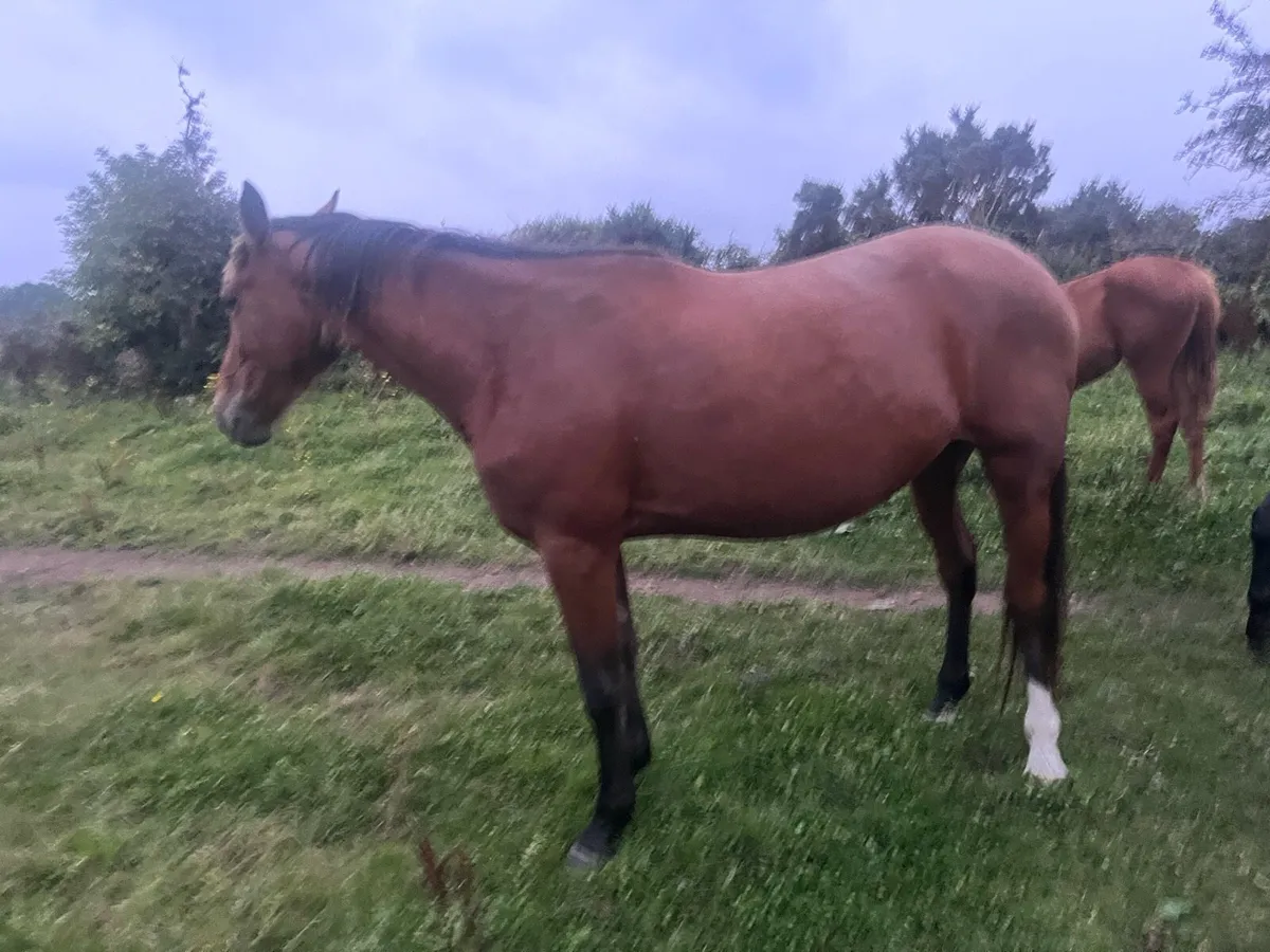 3 year old filly 16.1 - Image 1