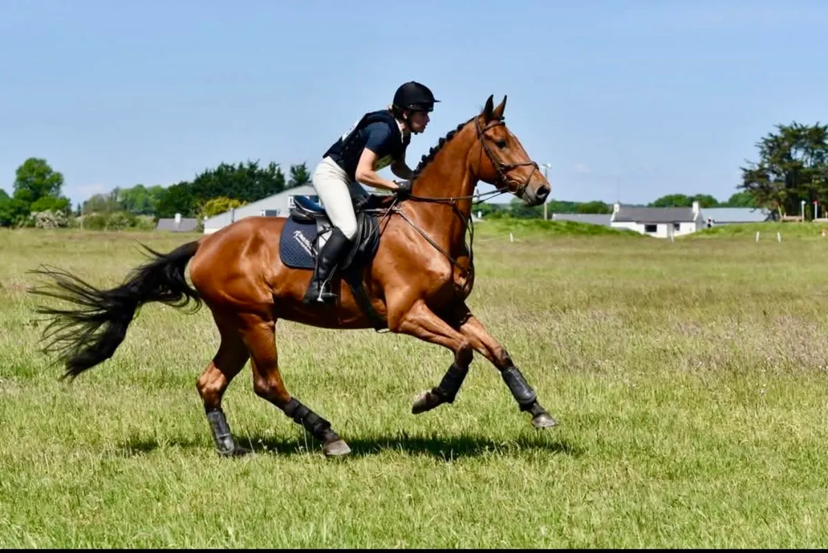5yr old eventing gelding, 16.2 - Image 1