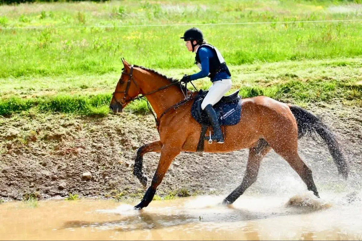 5yr old eventing gelding, 16.2 - Image 2