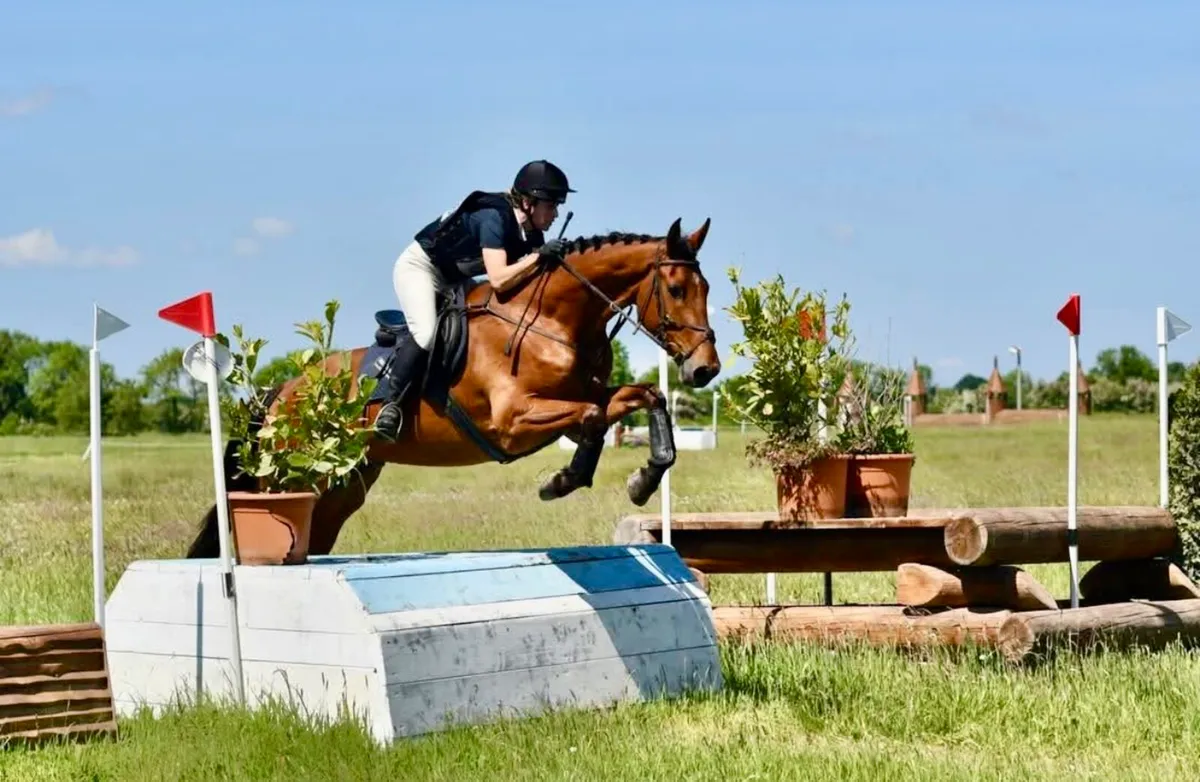 5yr old eventing gelding, 16.2 - Image 3