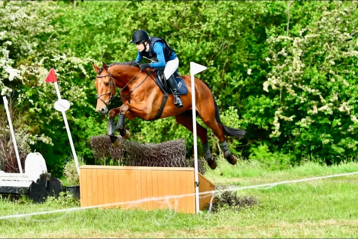 5yr old eventing gelding, 16.2 - Image 4