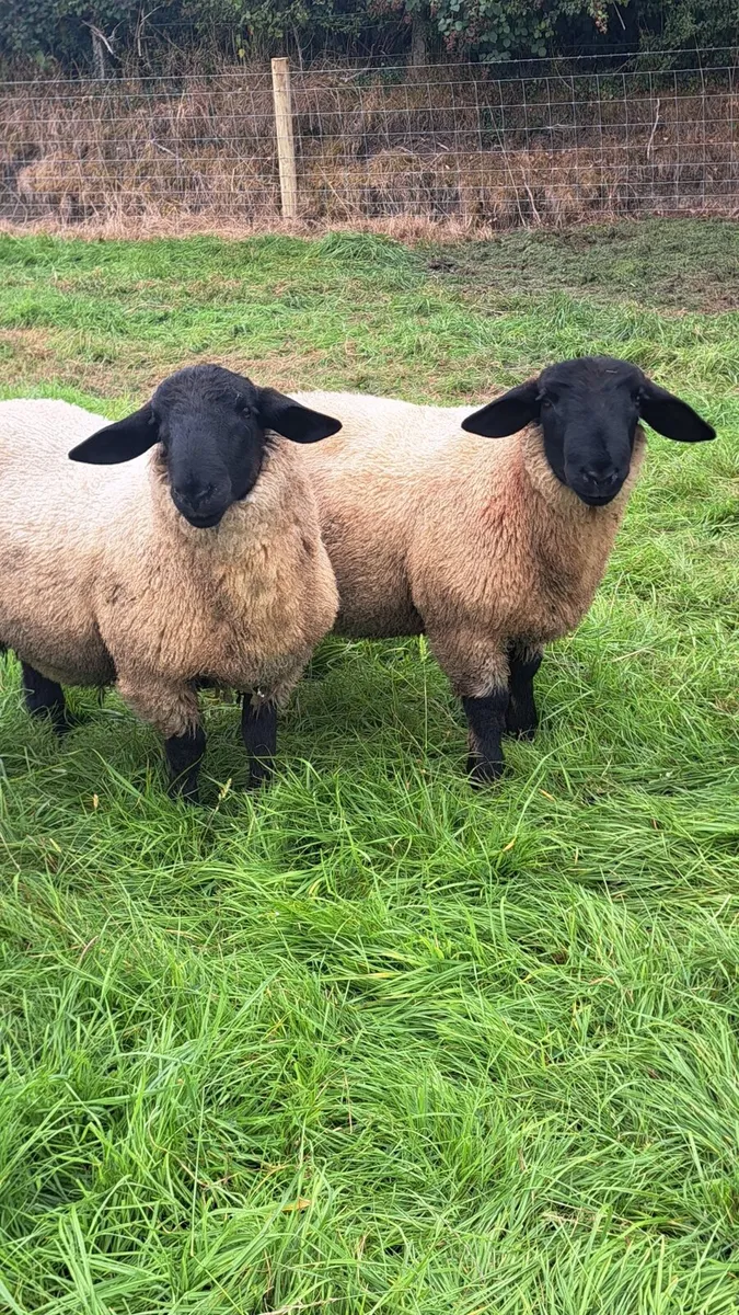 PB SUFFOLK RAMS - Image 1