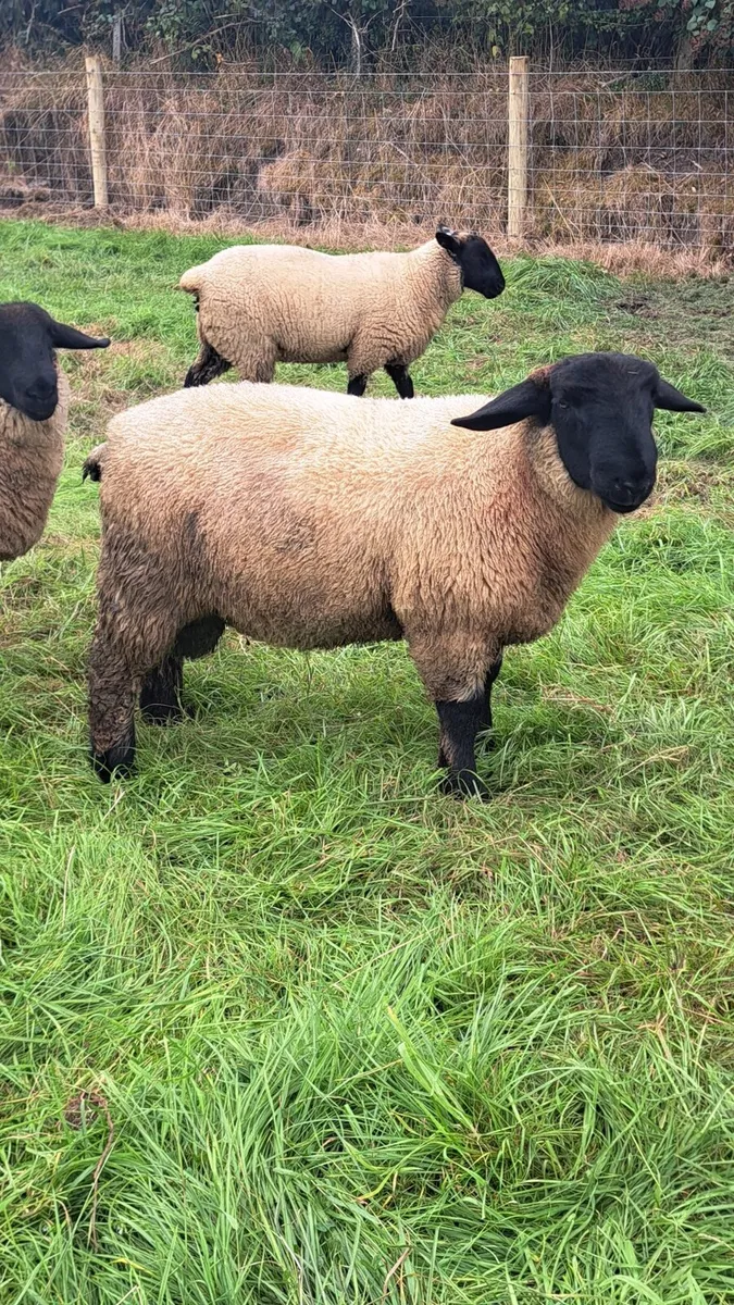PB SUFFOLK RAMS - Image 2