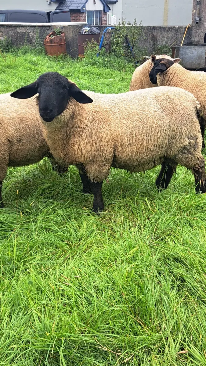 PB SUFFOLK RAMS - Image 3
