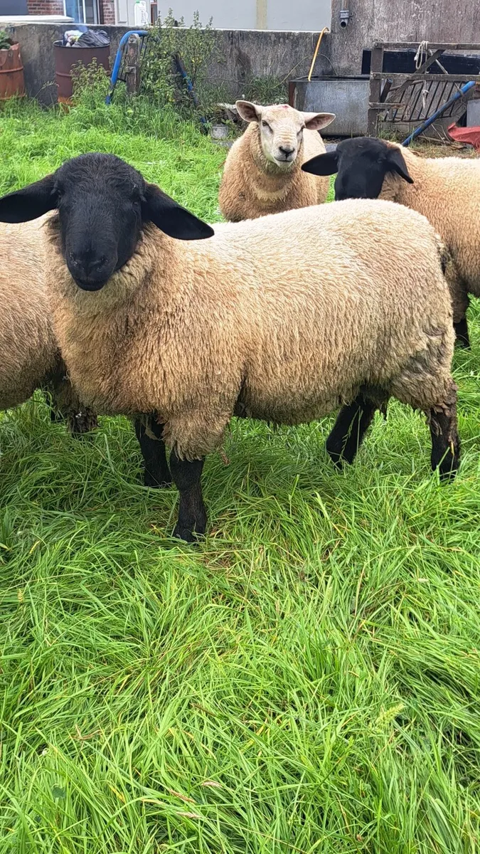PB SUFFOLK RAMS - Image 4