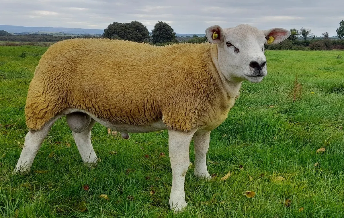 5 star Texel rams for Sheep Ireland Sale - Image 3