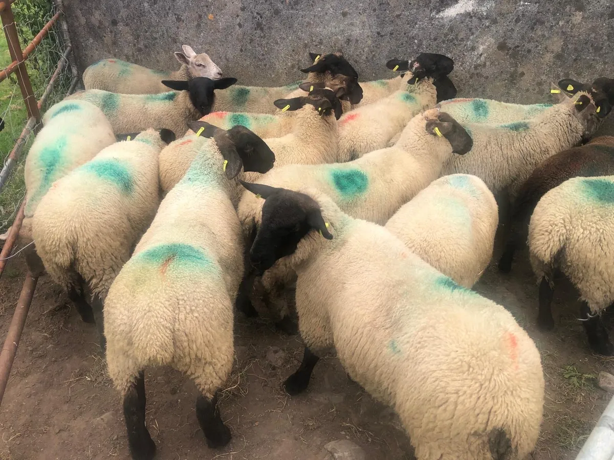 Lambs - Image 1