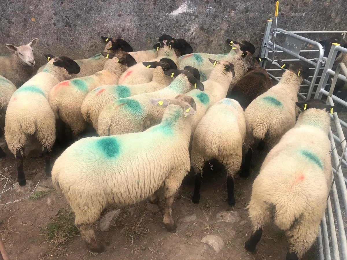 Lambs - Image 2