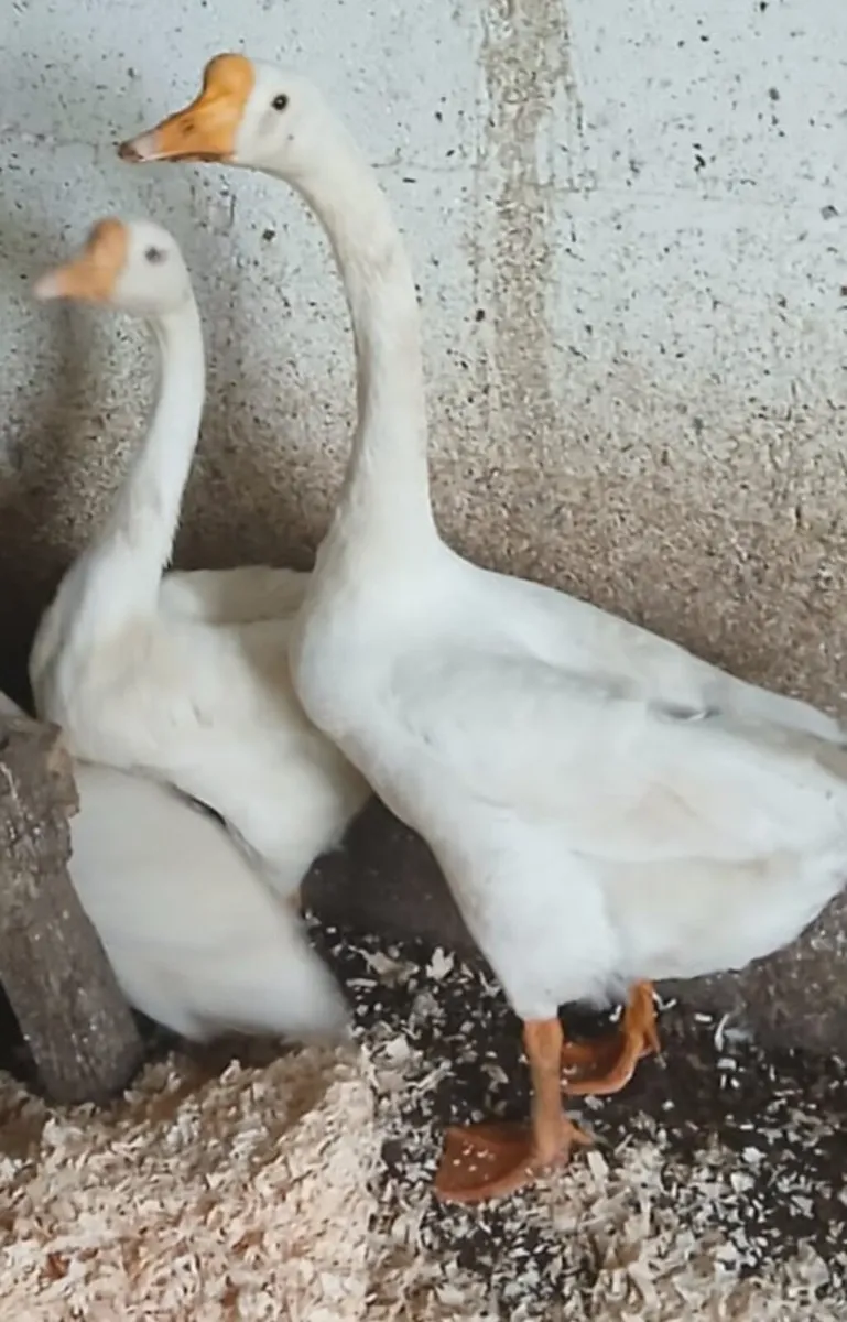 Chinese White Geese - Image 1