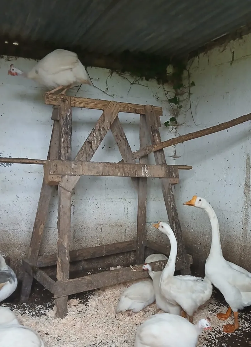 Chinese White Geese - Image 2