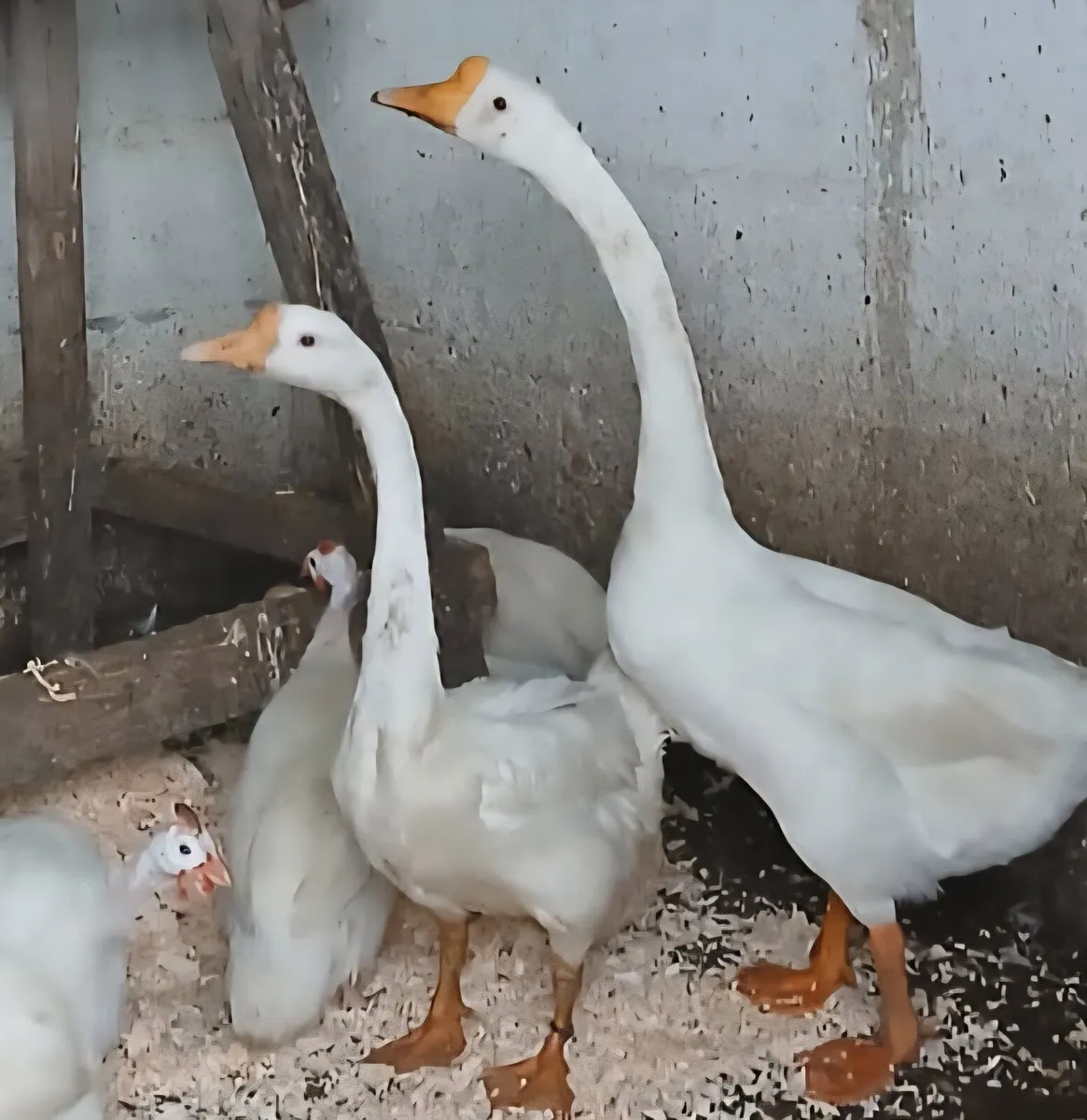 Chinese White Geese - Image 3
