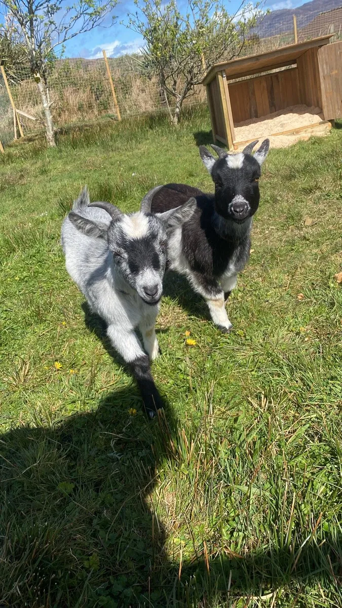Goats - Image 1