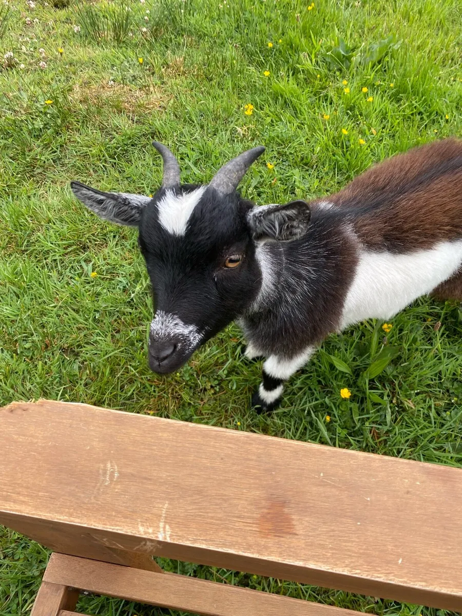 Goats - Image 2