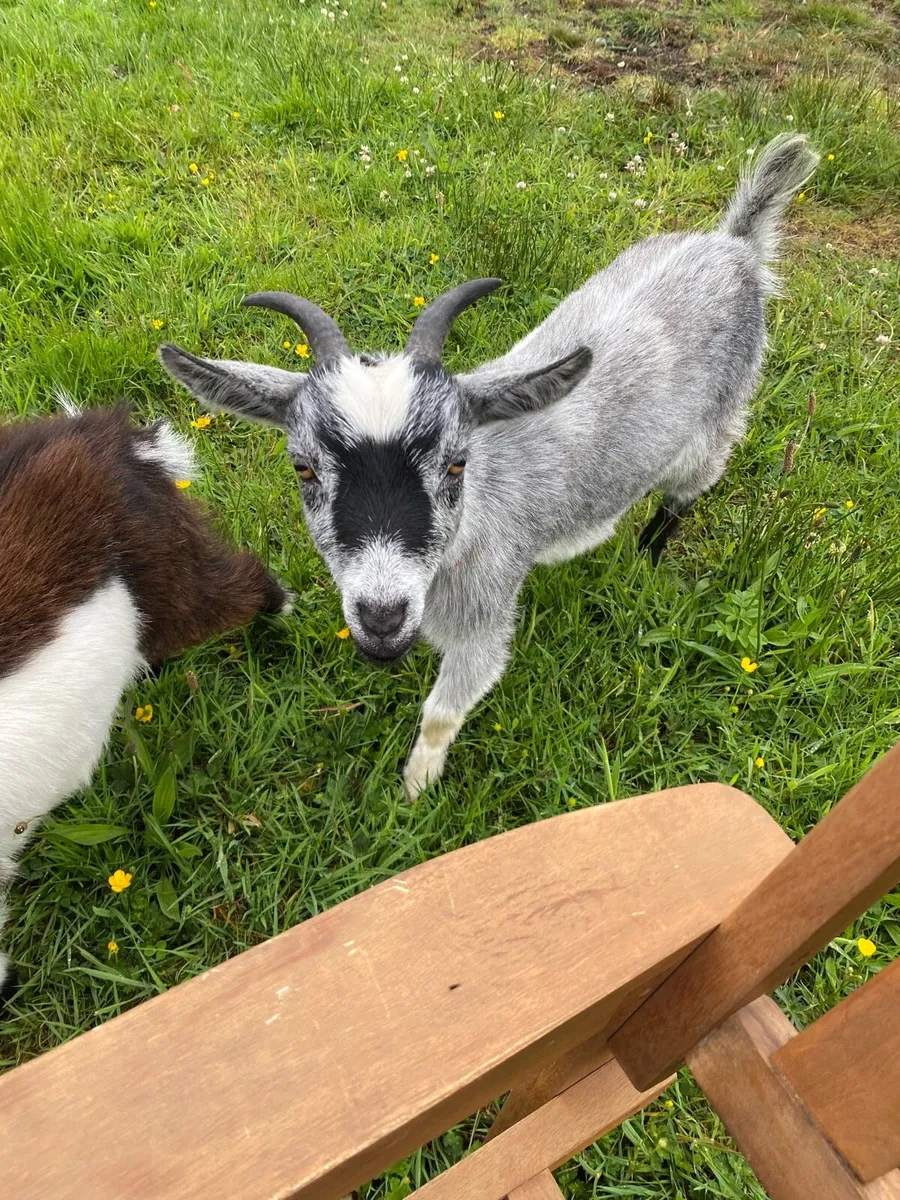 Goats - Image 3
