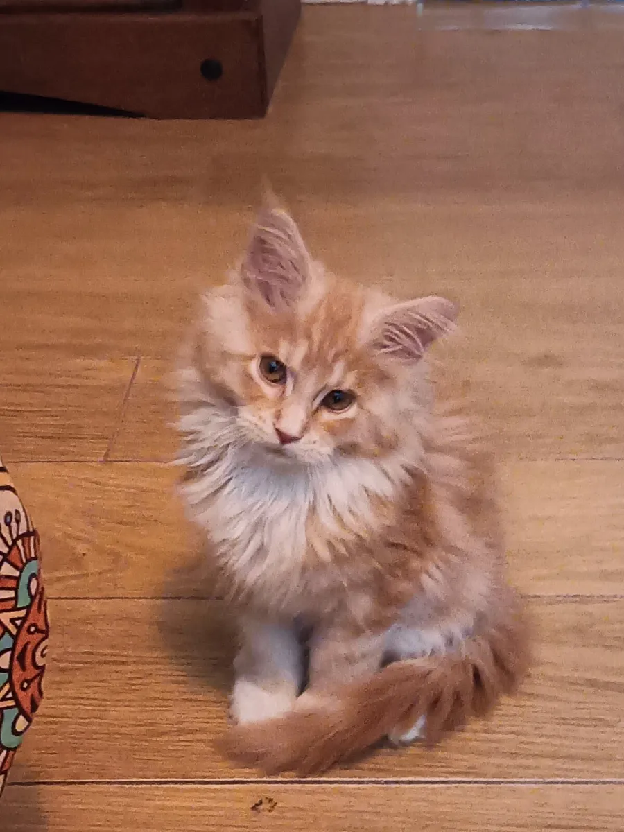 GCCFI Registered Maine Coon Kittens - Image 3