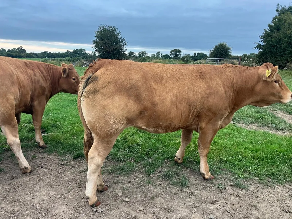 Limousine Heifers - Image 2