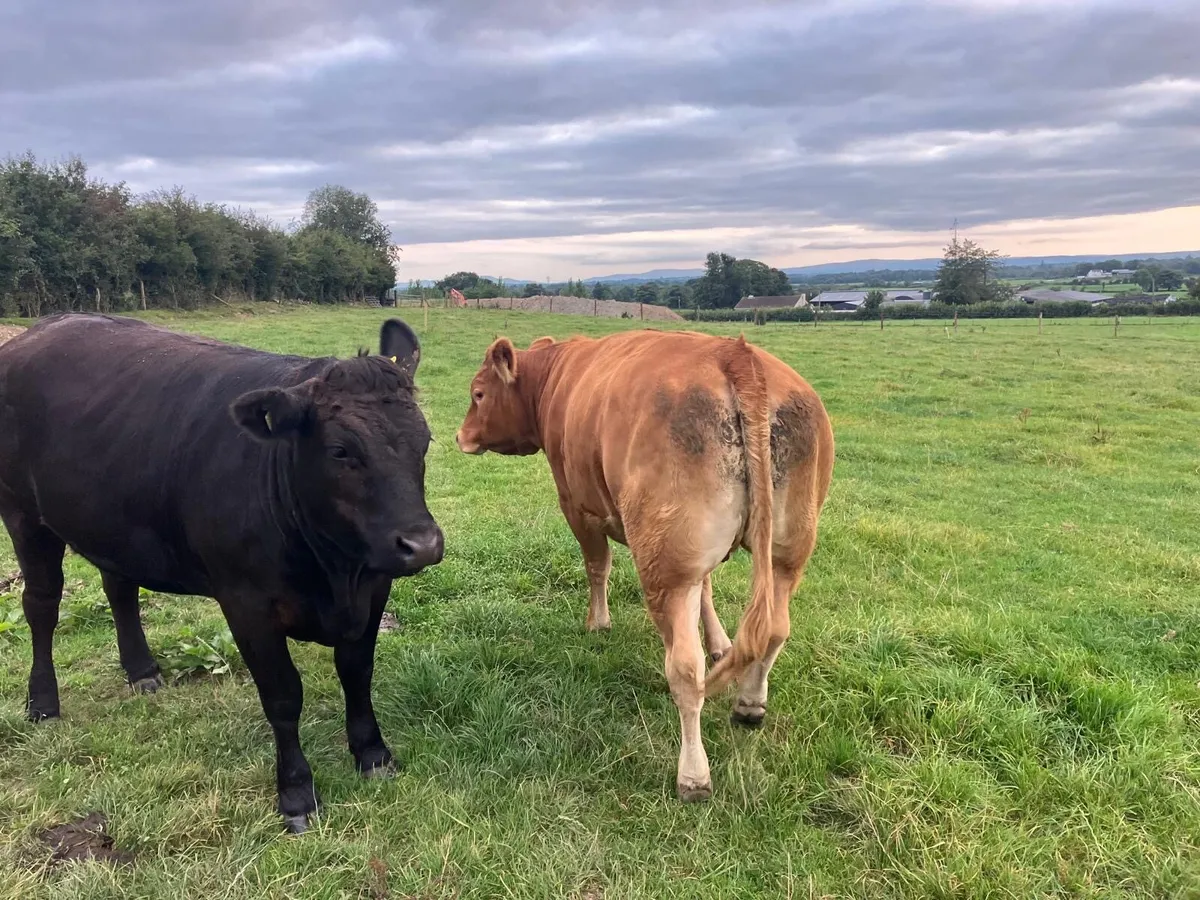 Limousine Heifers - Image 3