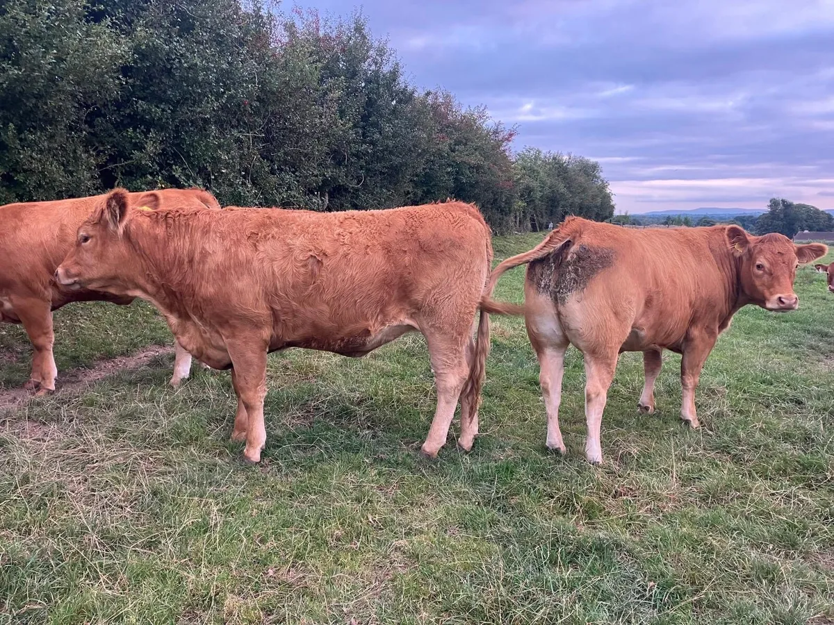 Limousine Heifers - Image 4