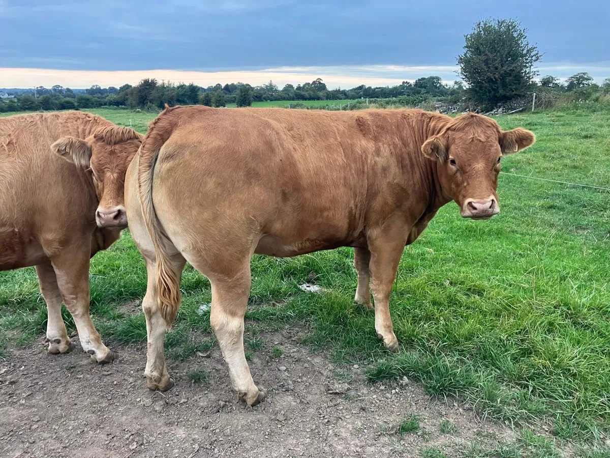 Limousine Heifers - Image 1