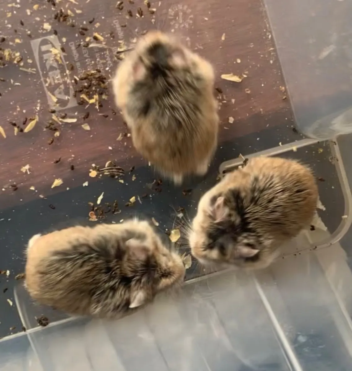 2 Dwarf Hamsters + Cage - Image 3