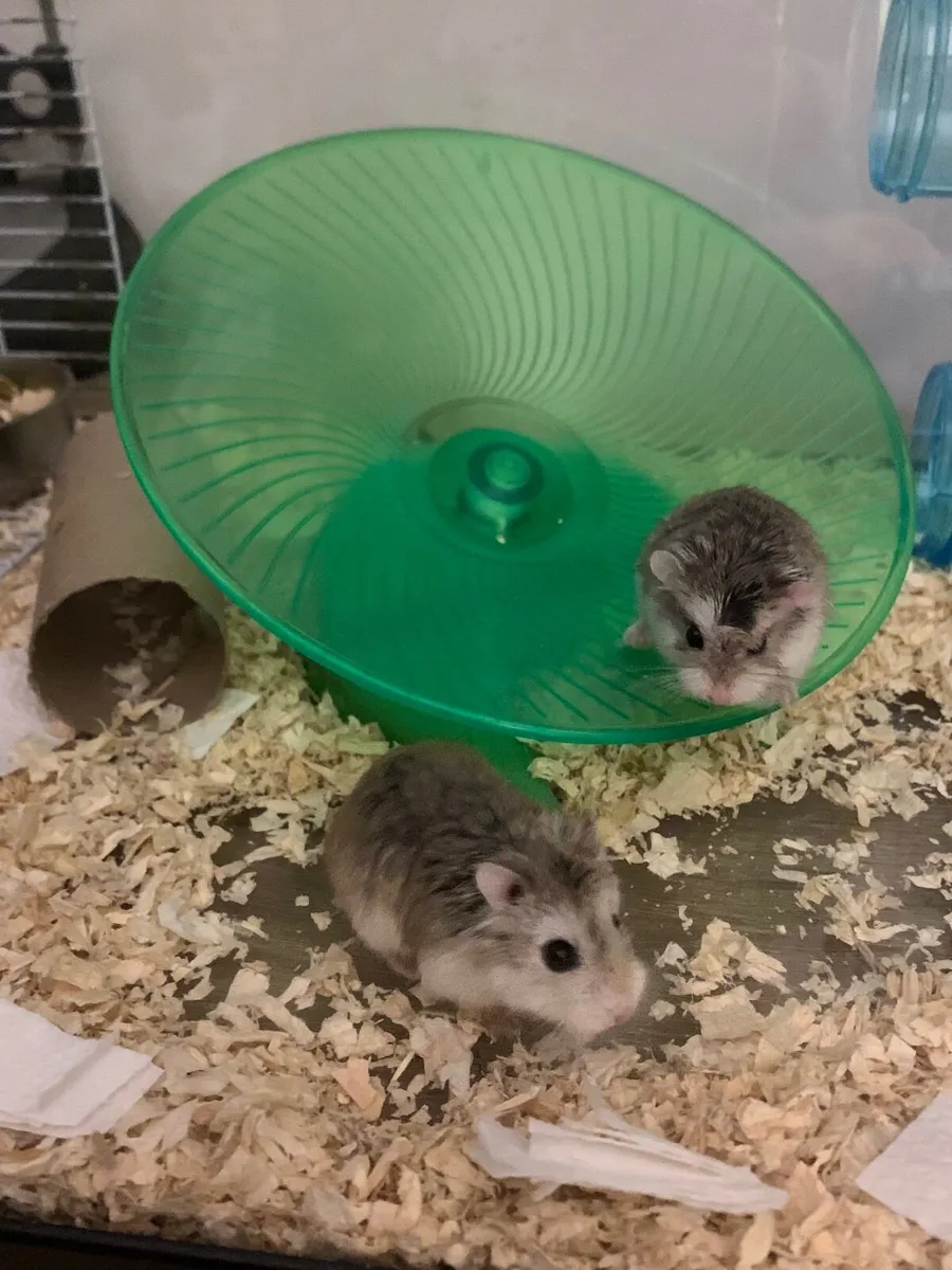 2 Dwarf Hamsters + Cage - Image 4