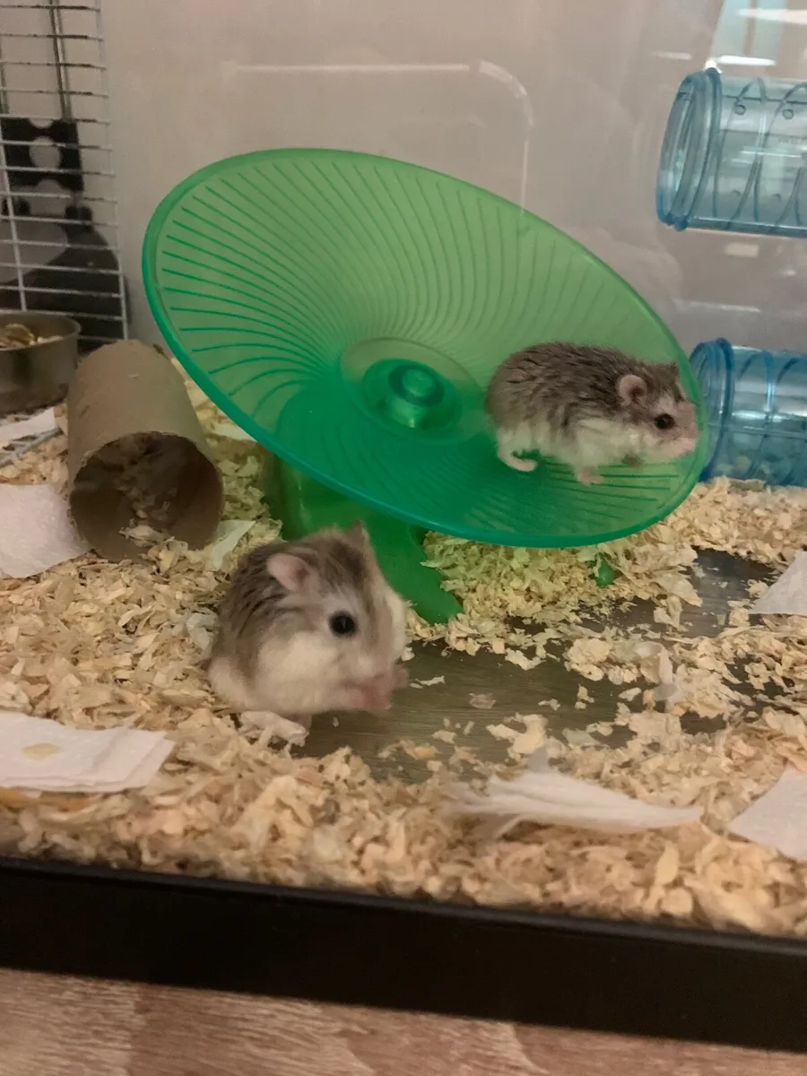 2 Dwarf Hamsters + Cage - Image 3