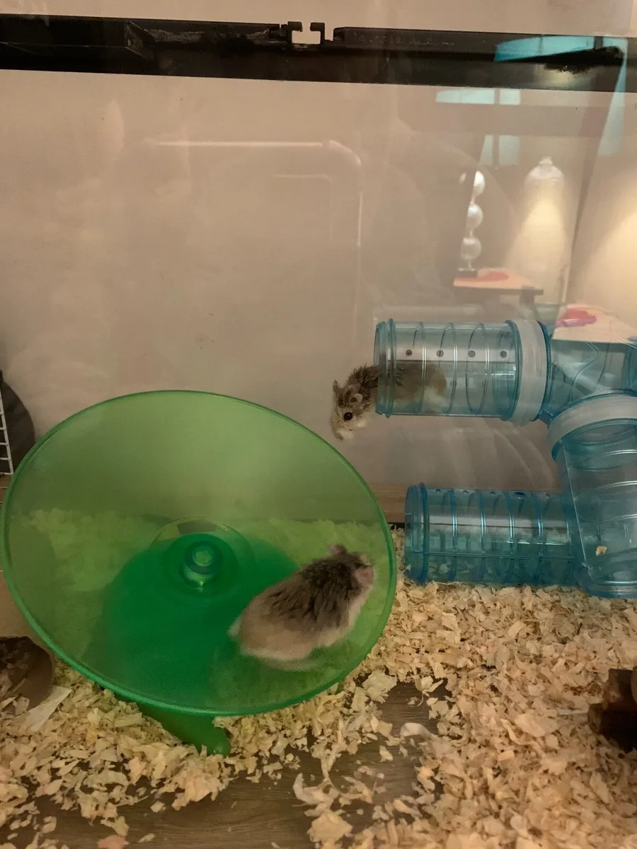 2 Dwarf Hamsters + Cage - Image 4
