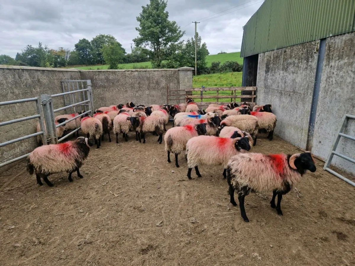 Store lambs - Image 1
