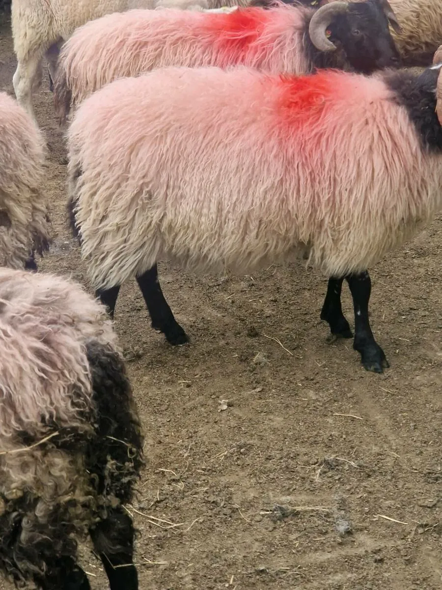 Store lambs - Image 2