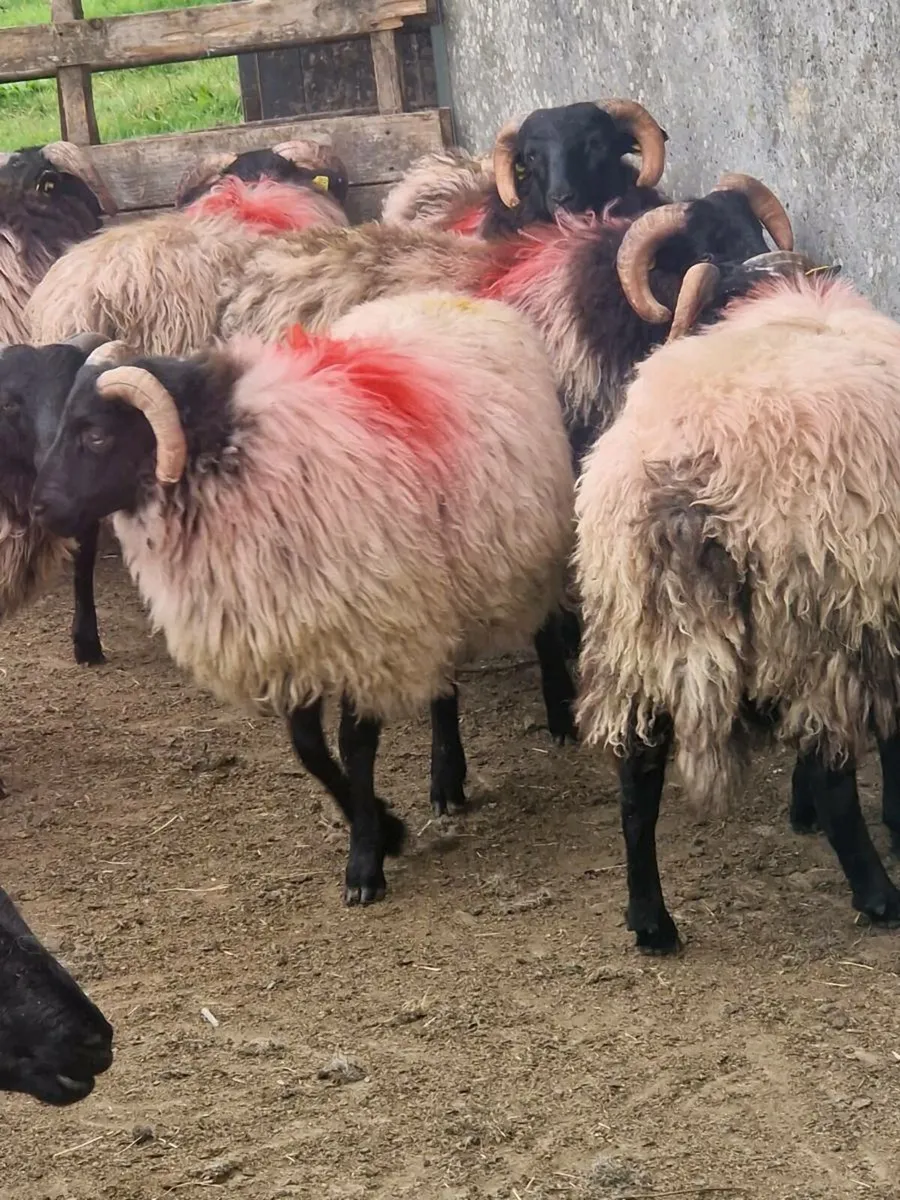 Store lambs - Image 3