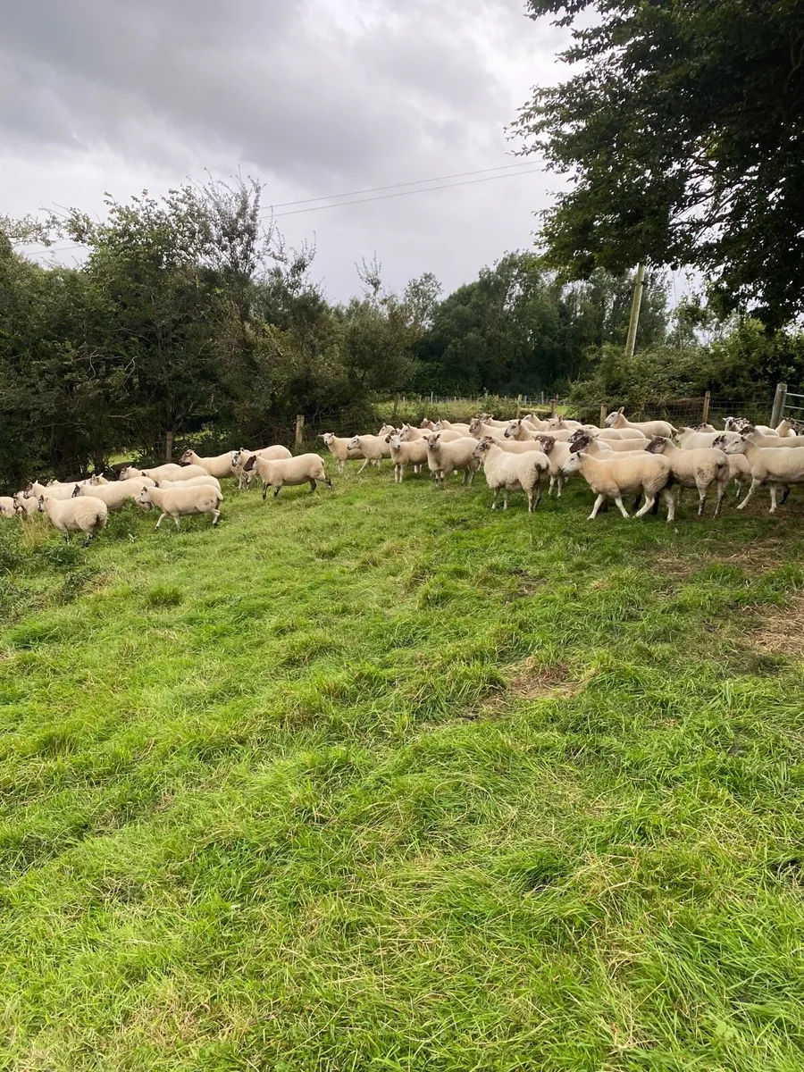 Quality Hoggets - Image 3